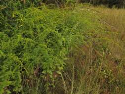 Solidago rugosa var. celtidifolia (Small) Fern. resmi