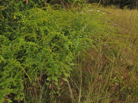 Plancia ëd Solidago rugosa var. celtidifolia (Small) Fern.