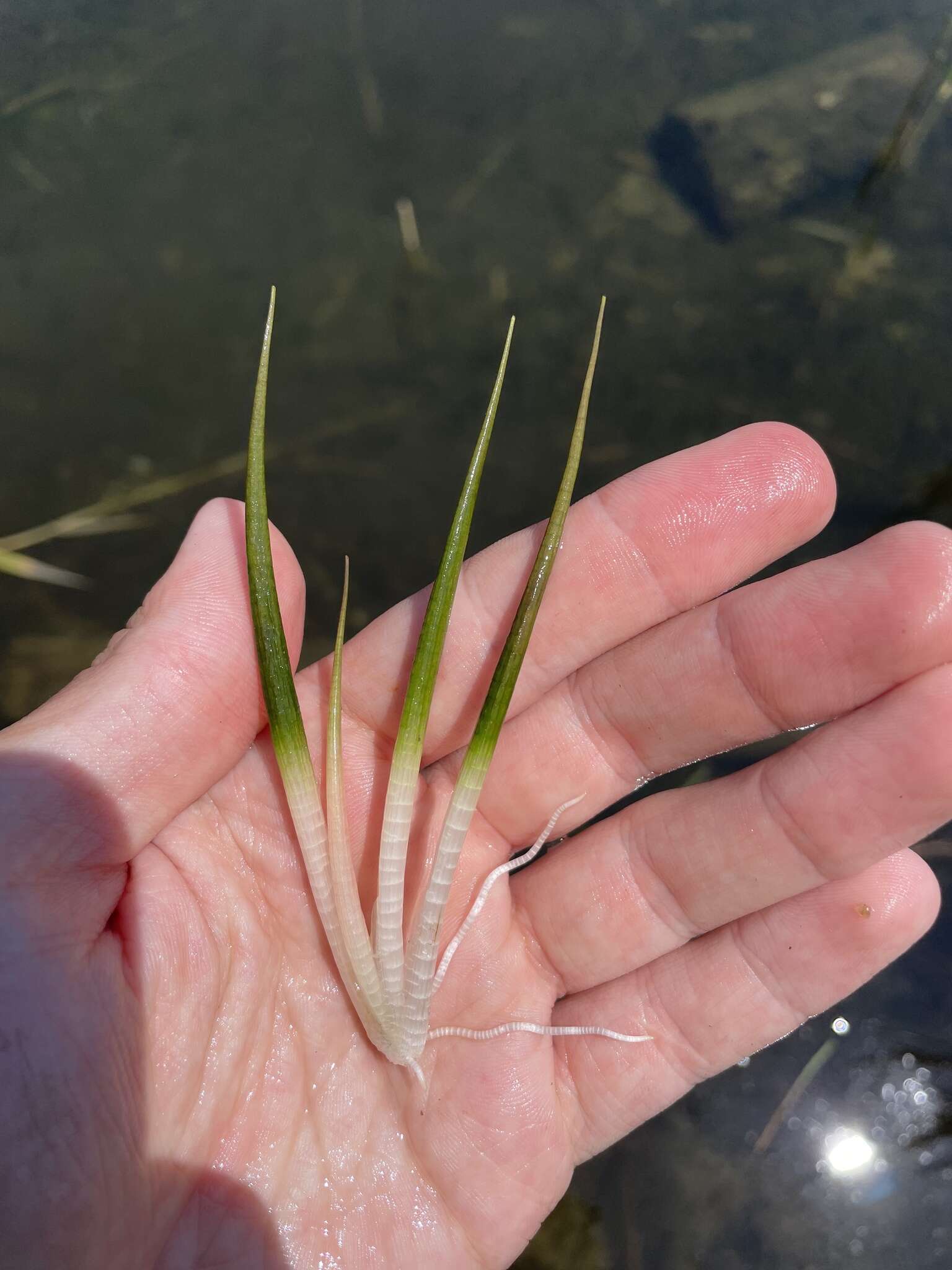 Image de Sagittaria teres S. Watson