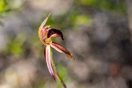 Imagem de Caladenia tessellata Fitzg.