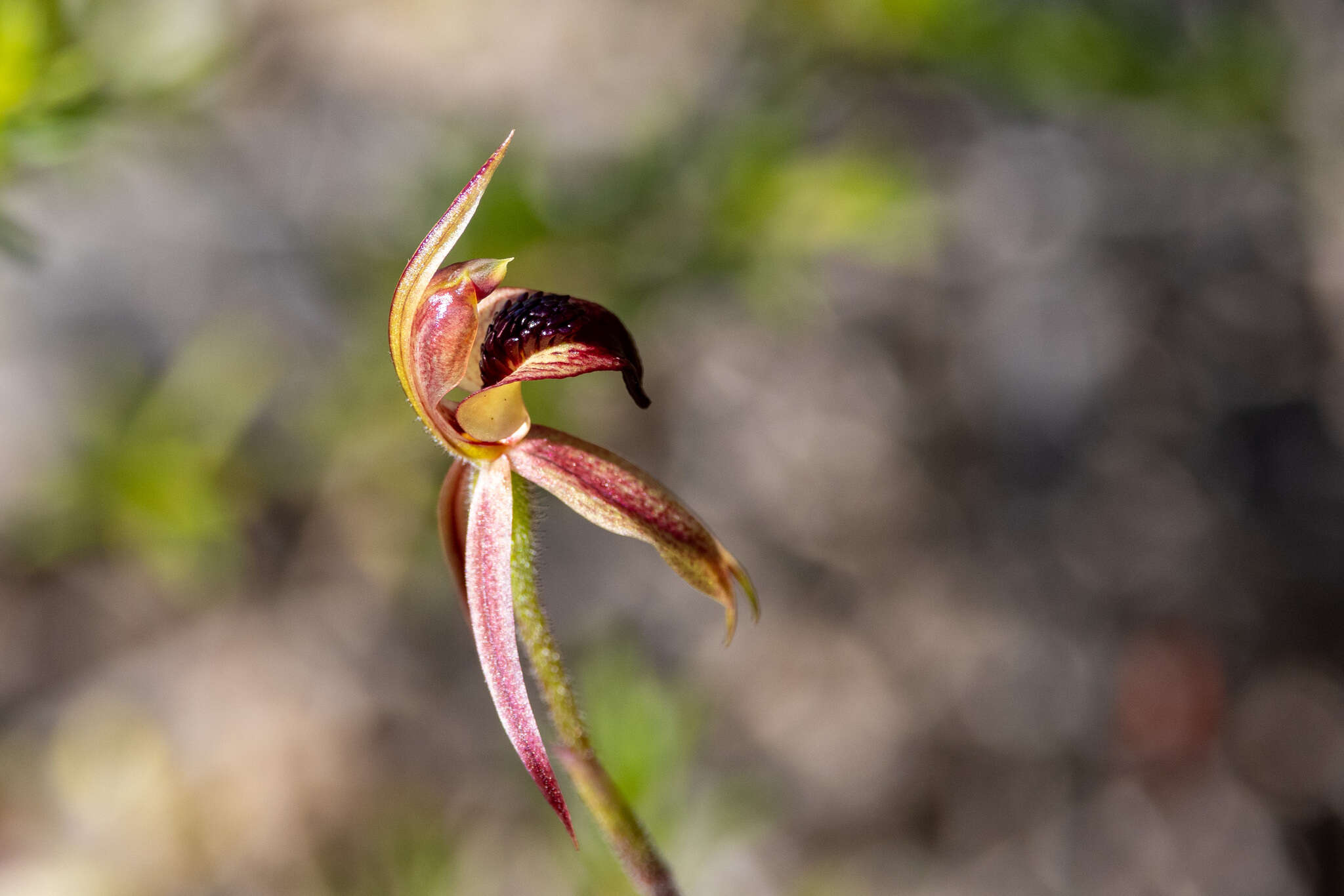 Image of Thick-lip spider orchid