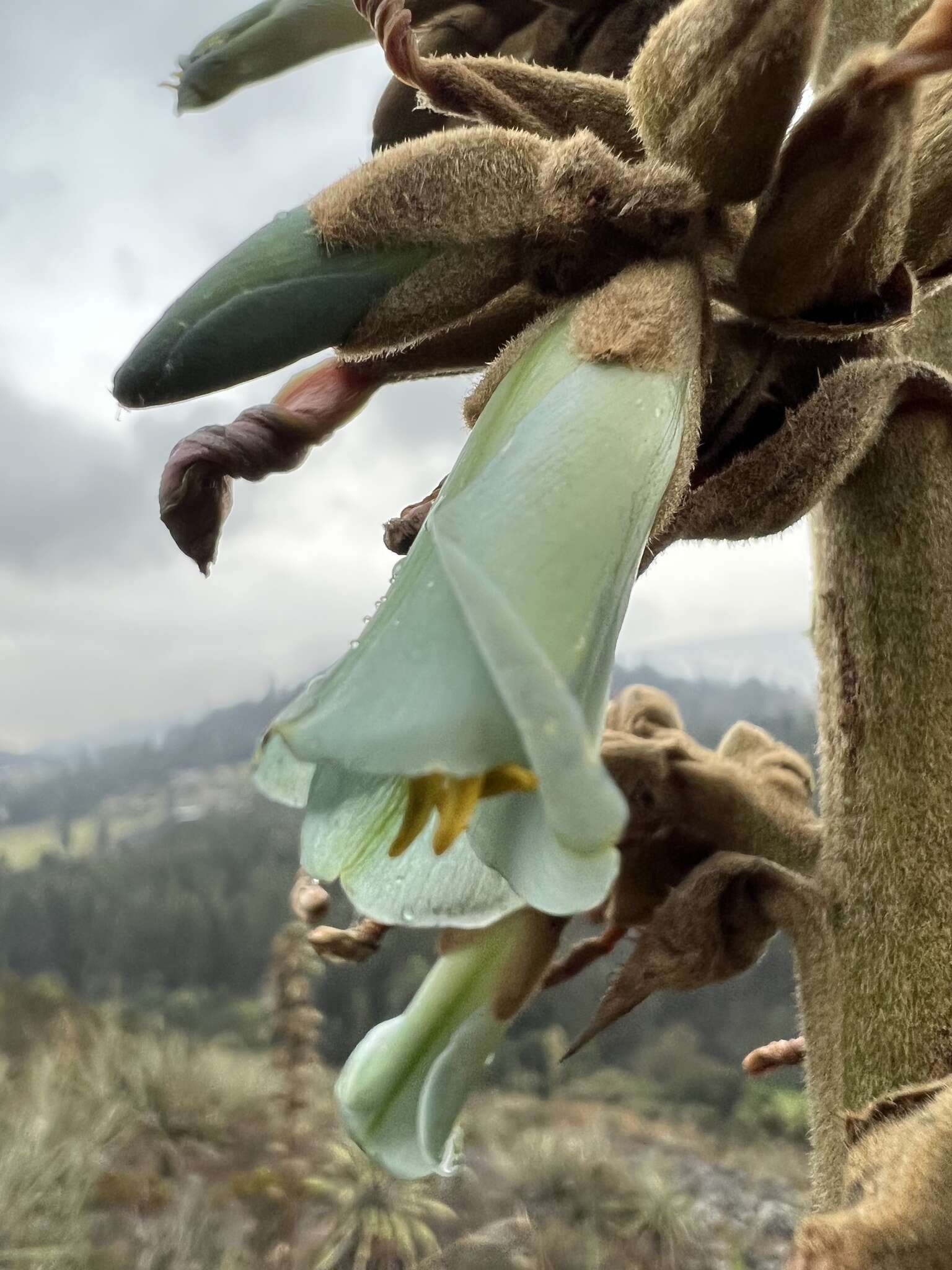 Imagem de Puya bicolor Mez