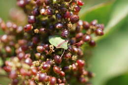 Image of Red-shouldered Stink Bug