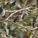 Image of Yellow-throated Seedeater