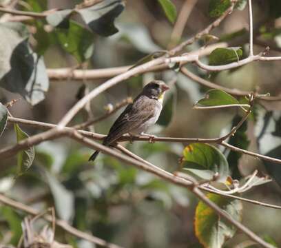 Image of Yellow-throated Seedeater