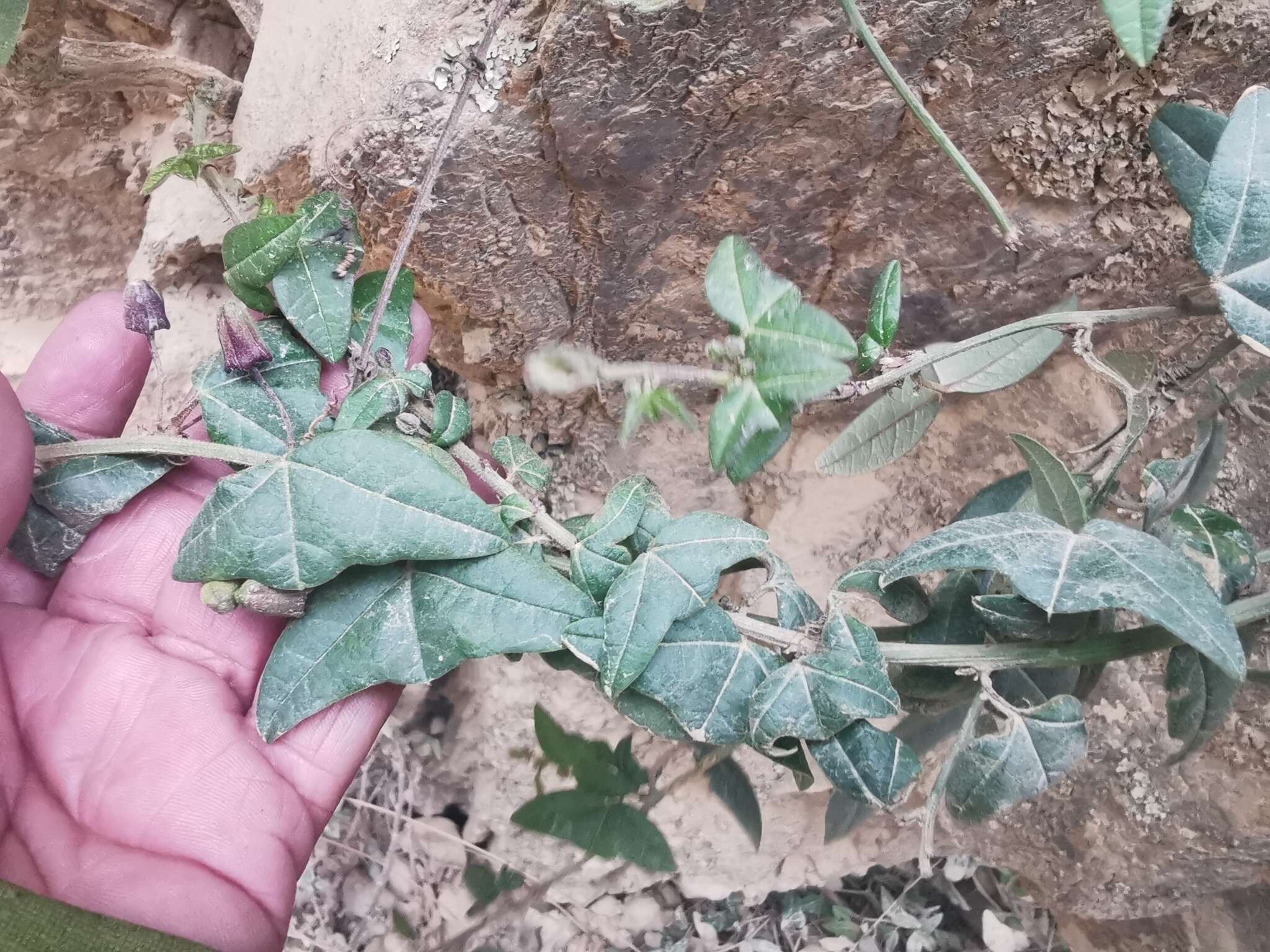 Image of Passiflora exoperculata Mast.