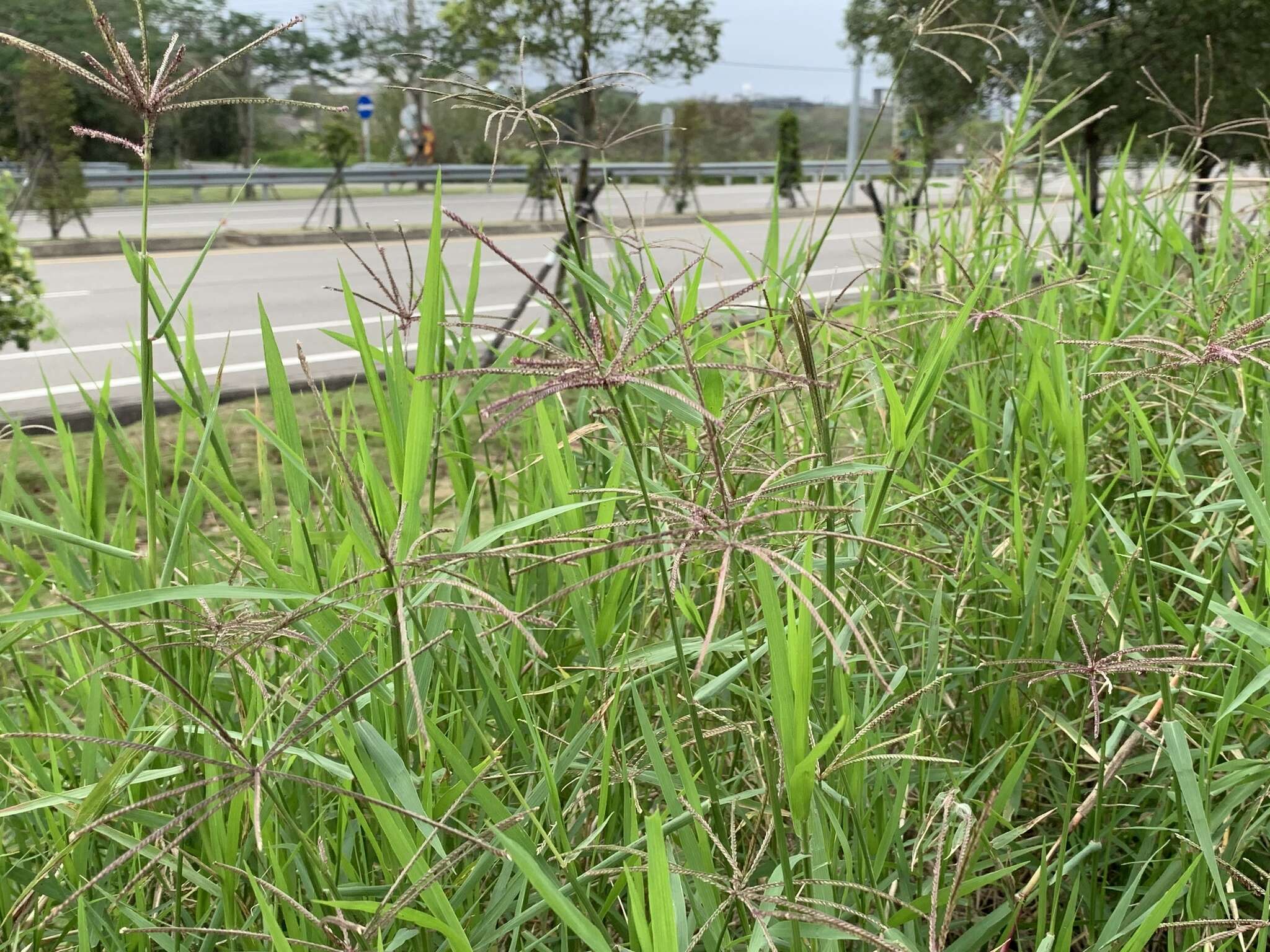 Image of African Bermudagrass