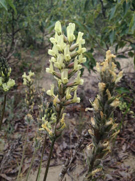 Слика од Oxytropis campestris var. varians (Rydb.) Barneby