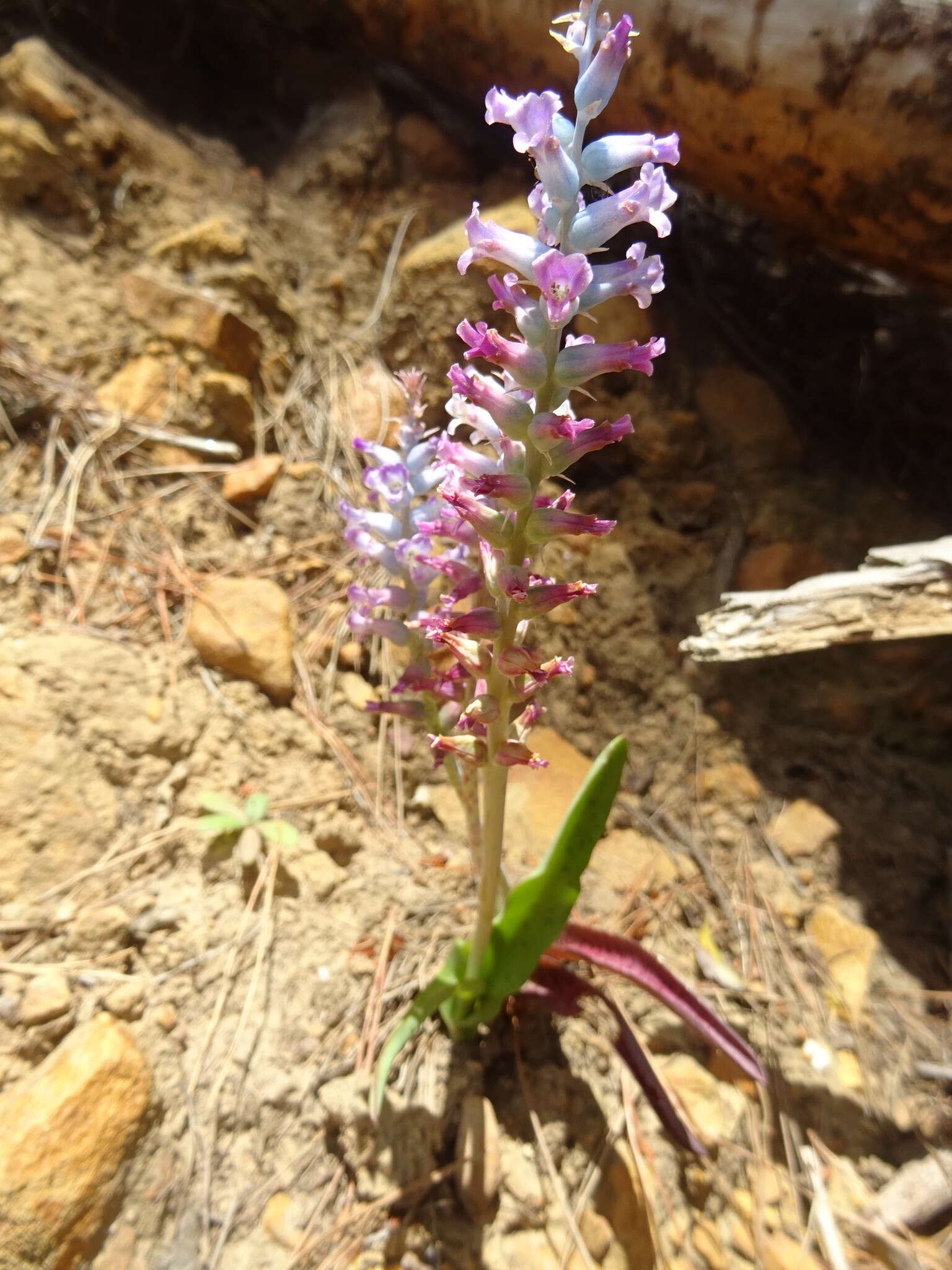 Image of Lachenalia orchioides subsp. parviflora (W. F. Barker) G. D. Duncan