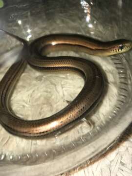 Image of Jointed Worm Lizard