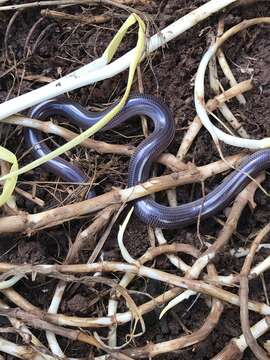 Image of Proximus Blind Snake