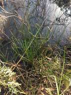 Image of Chinese water chestnut