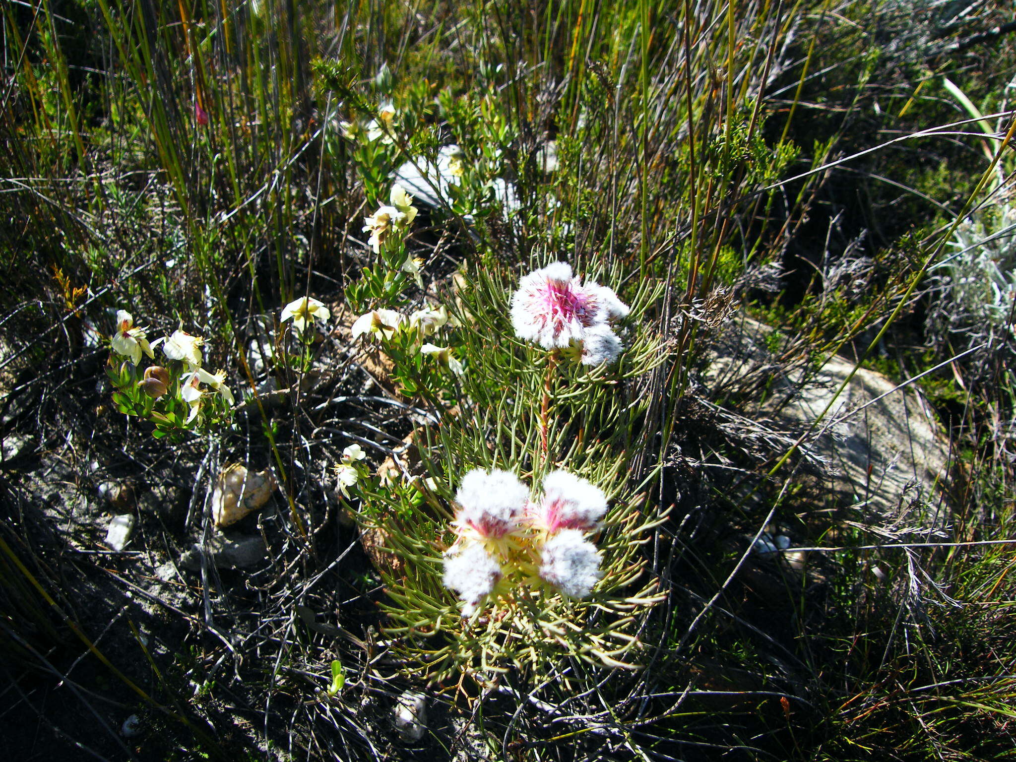 Imagem de Serruria phylicoides (Berg.) R. Br.