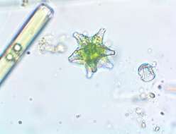 Image of Staurastrum margaritaceum