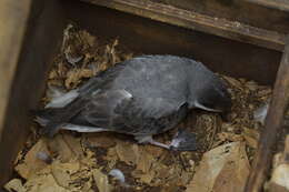 Image of Chatham Island Petrel