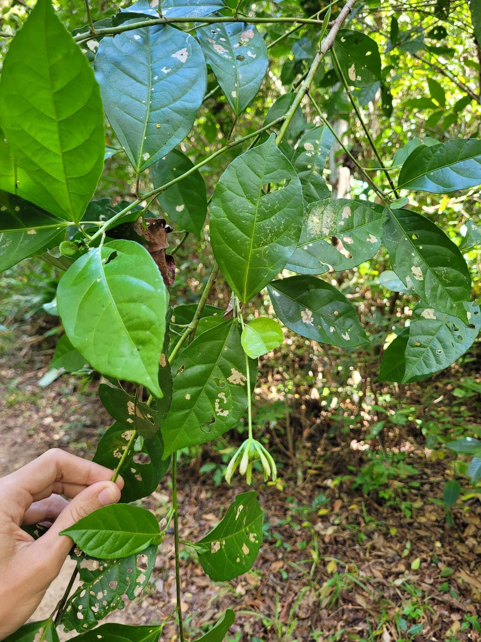 Image de Pavonia calyculosa A. St.-Hil. & Naud.