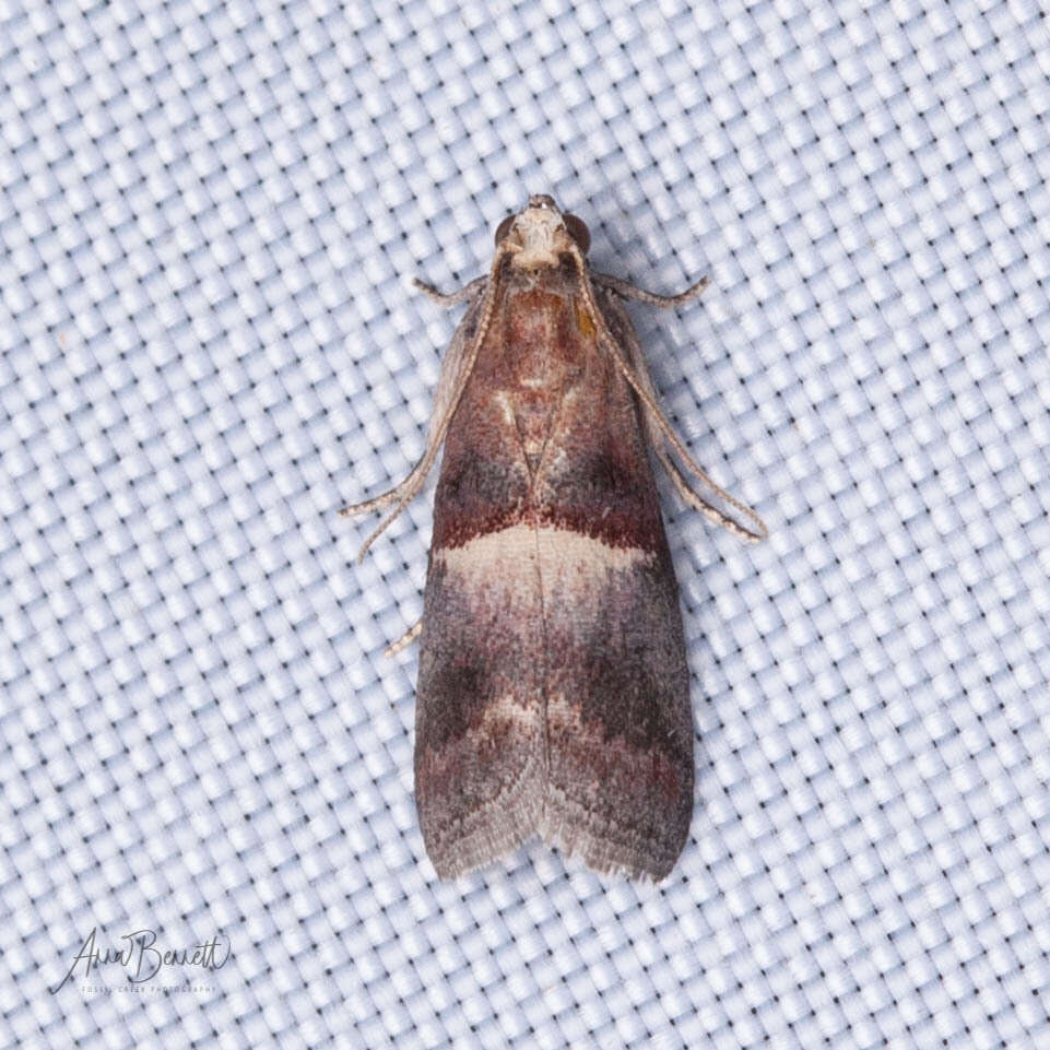 Acrobasis exsulella Zeller 1848 resmi