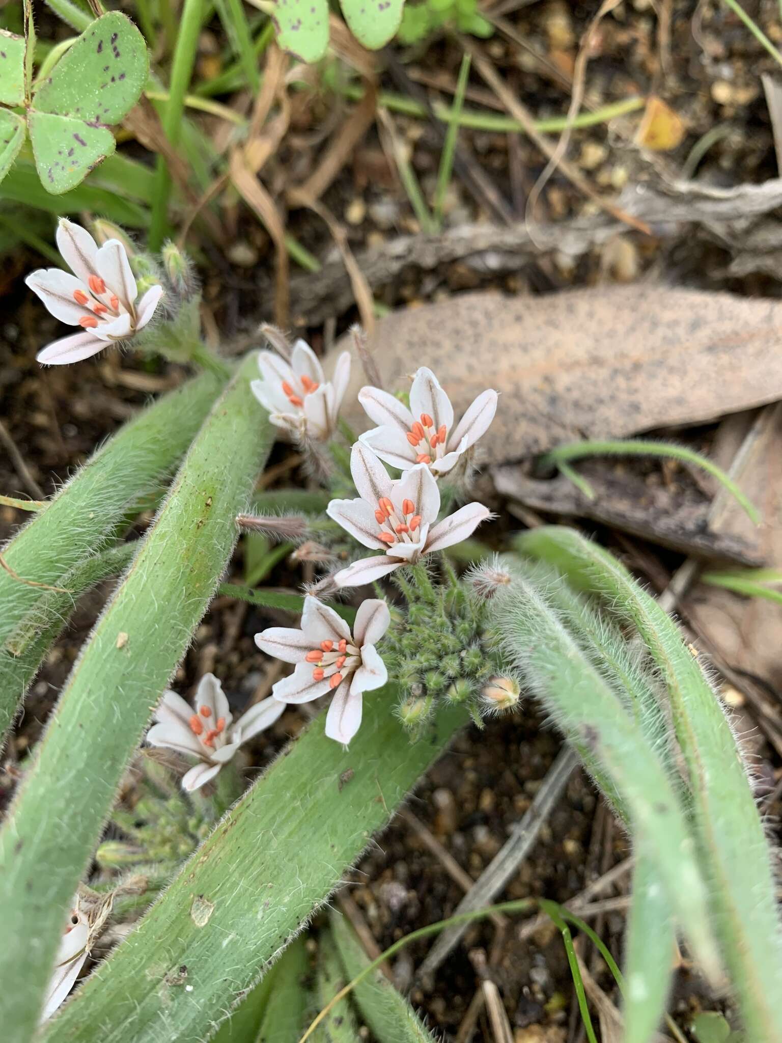 Image of Trachyandra hispida (L.) Kunth