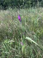 Image of Turkish Marsh Gladiolus