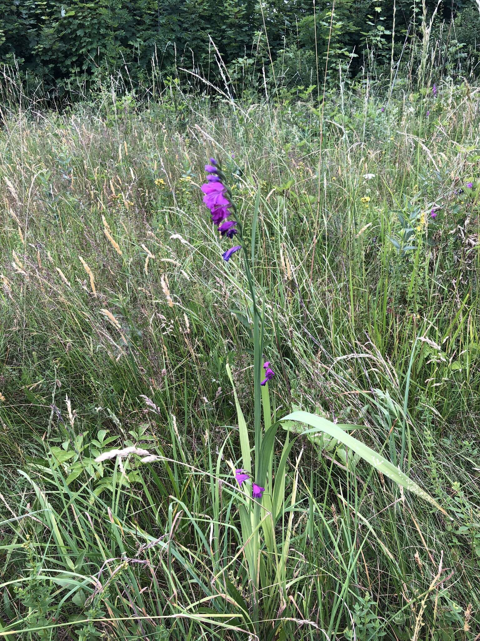 Слика од Gladiolus imbricatus L.