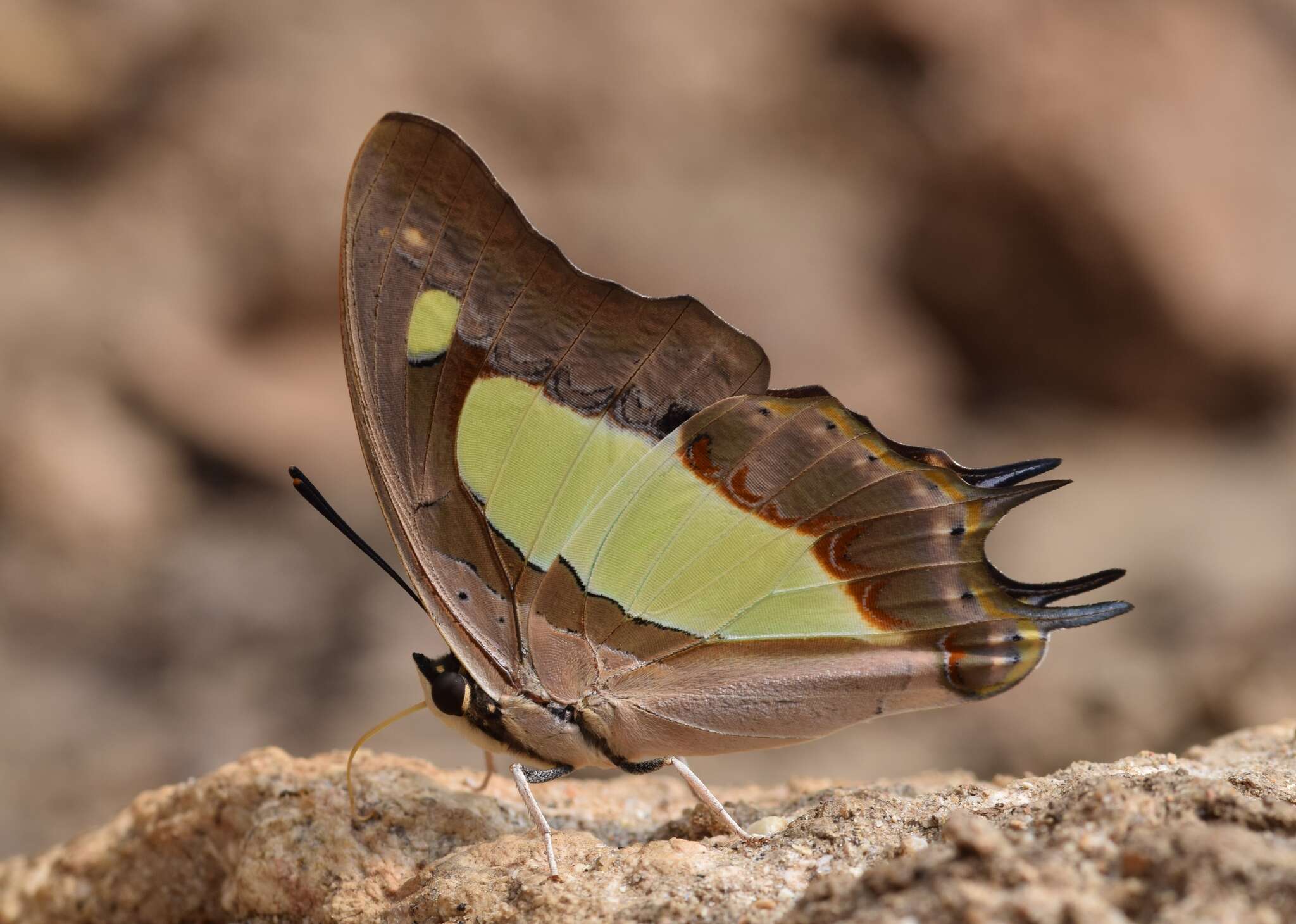 Image of Polyura agrarius Swinhoe 1886