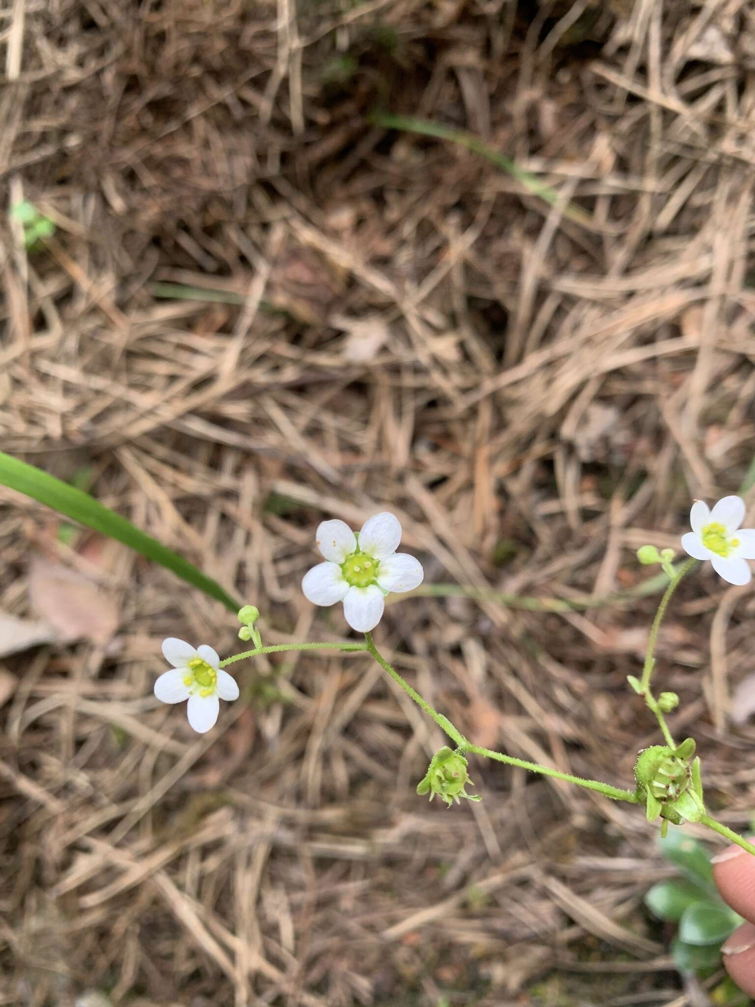 Image of Saxifraga paniculata subsp. cartilaginea (Willd.) D. A. Webb