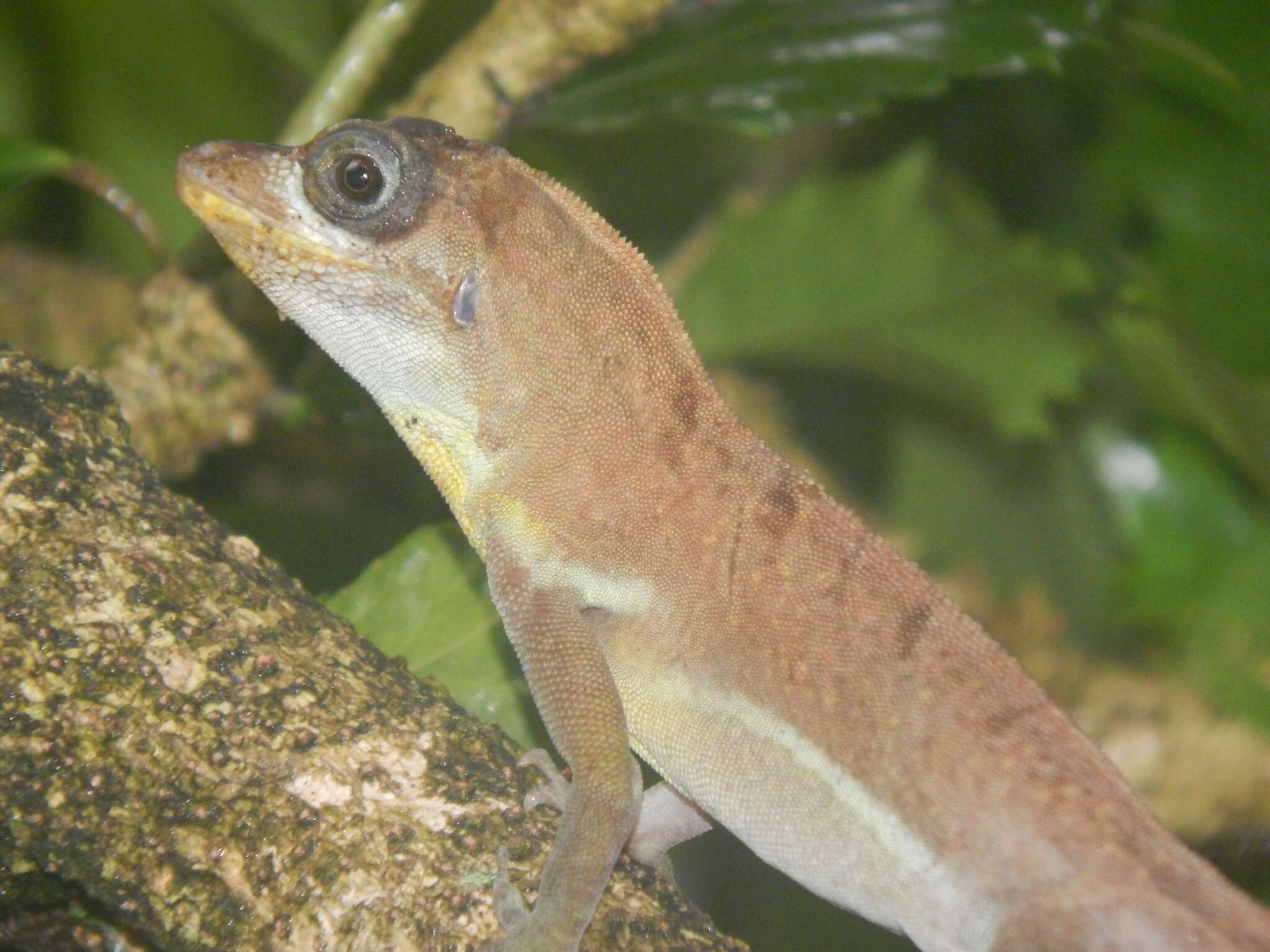 Image of Grenada tree anole