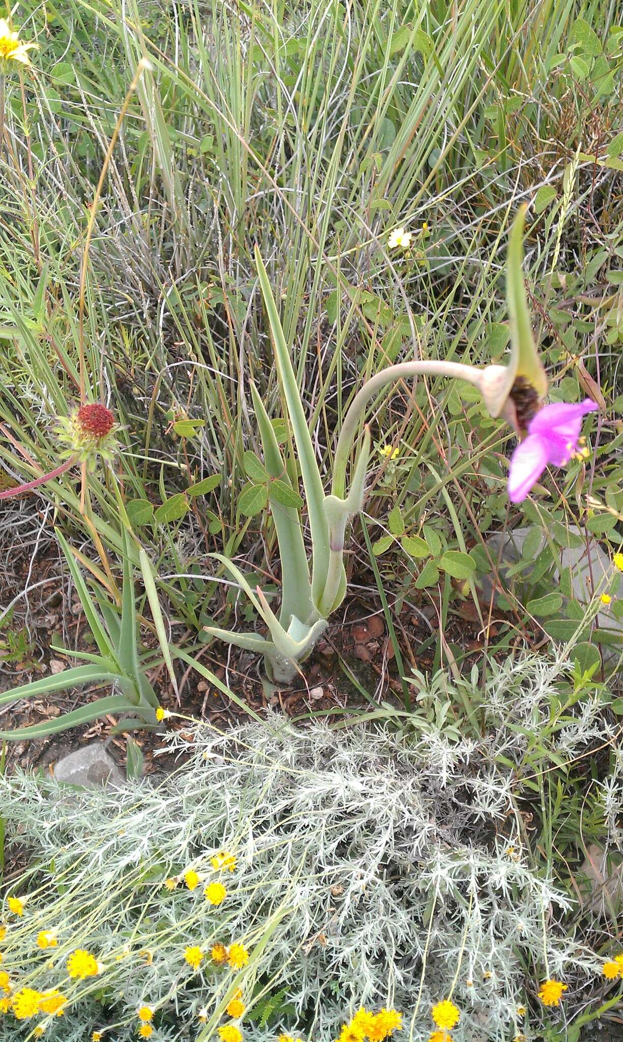 Слика од Tradescantia hirta D. R. Hunt