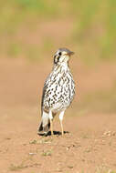 Plancia ëd Turdus litsitsirupa pauciguttatus Clancey 1956