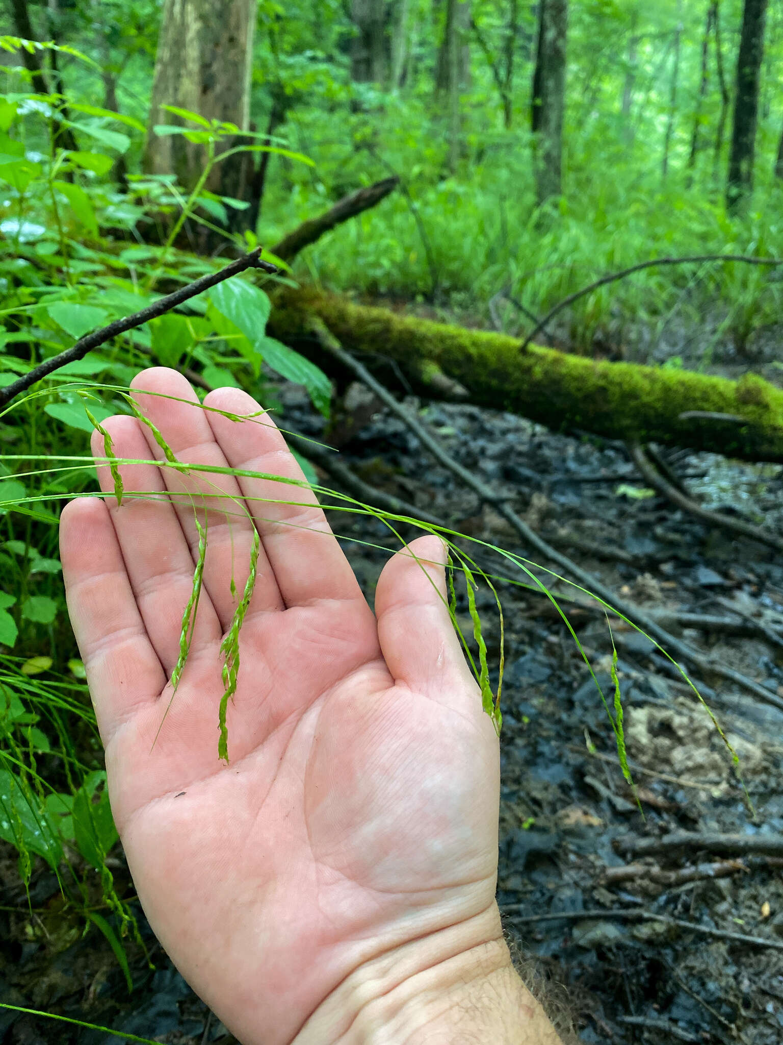 Imagem de Carex debilis var. debilis