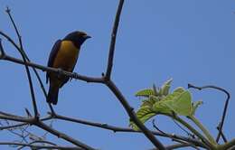 Image of Finsch's Euphonia