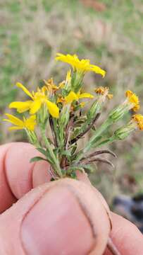 Image of stiffleaf scratchdaisy