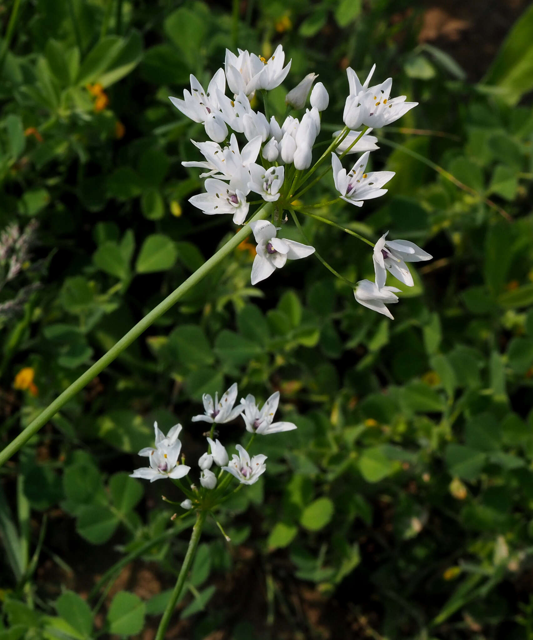 صورة Allium palaestinum