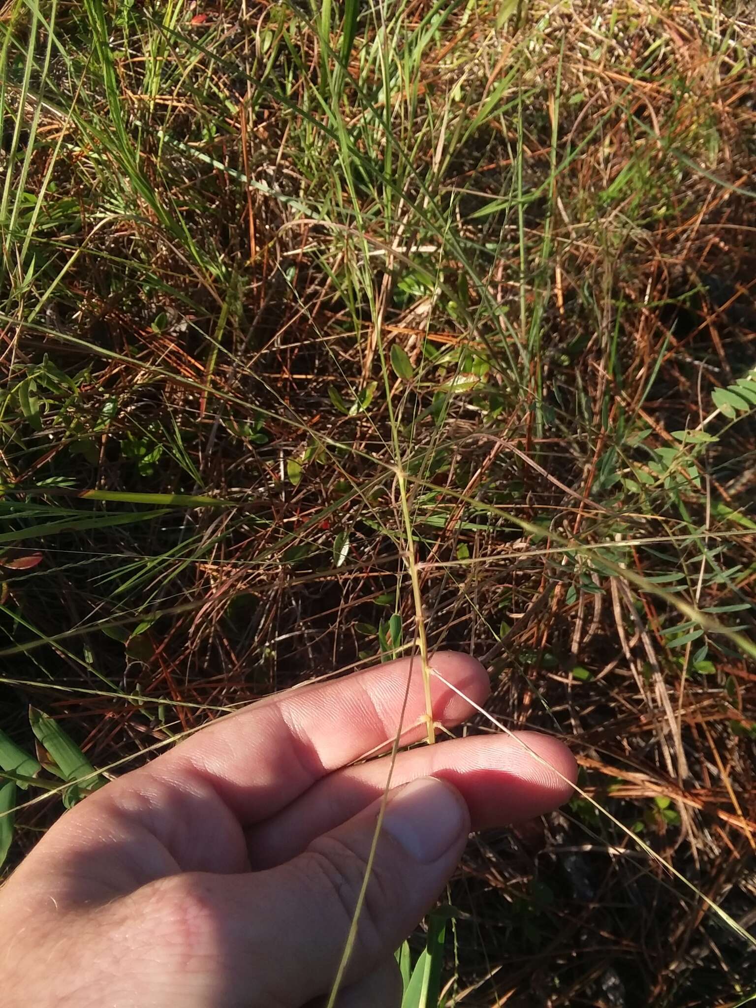 Image of bearded skeletongrass