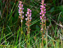 Imagem de Satyrium nepalense D. Don