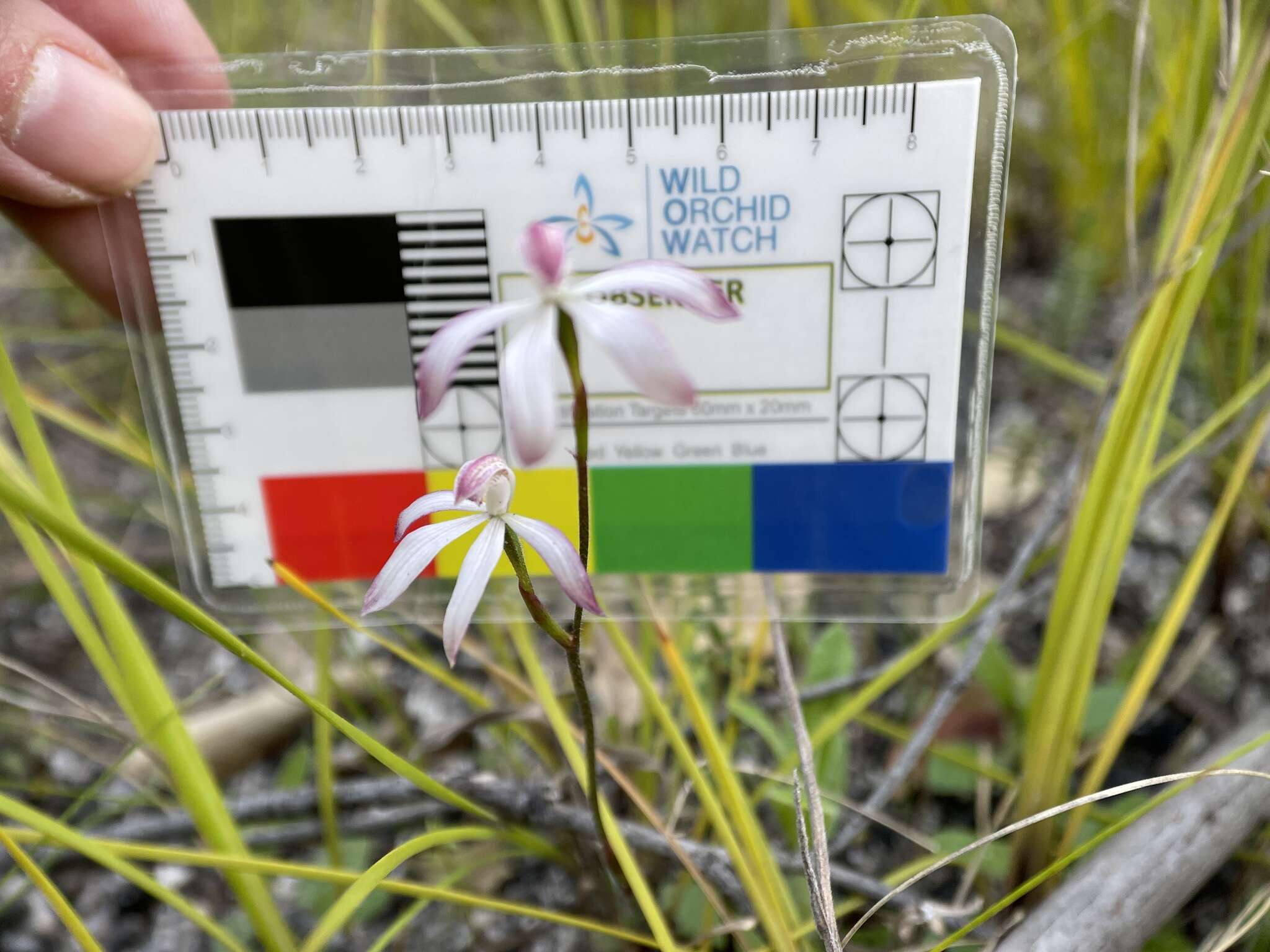 Caladenia clarkiae D. L. Jones resmi