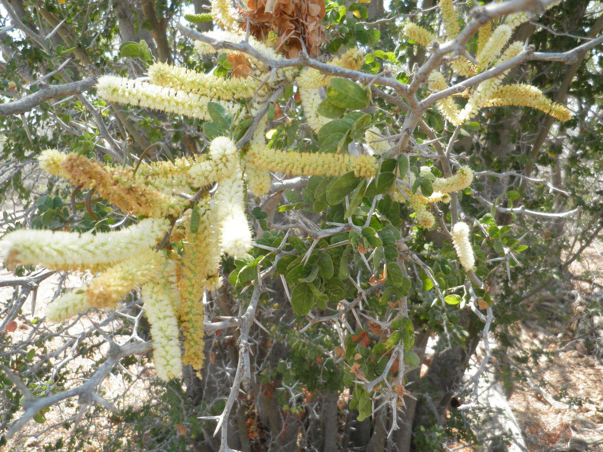 Слика од Vachellia californica (Brandegee) Seigler & Ebinger