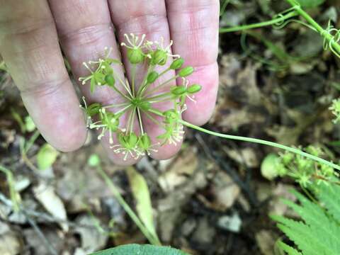 Image of Downy Carrion-Flower