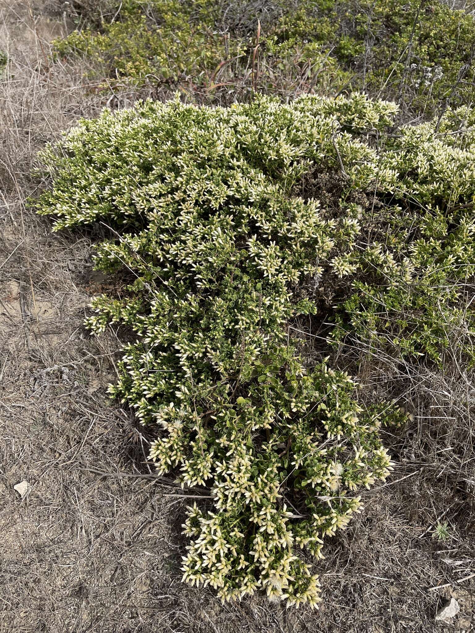 Image of Baccharis pilularis subsp. pilularis