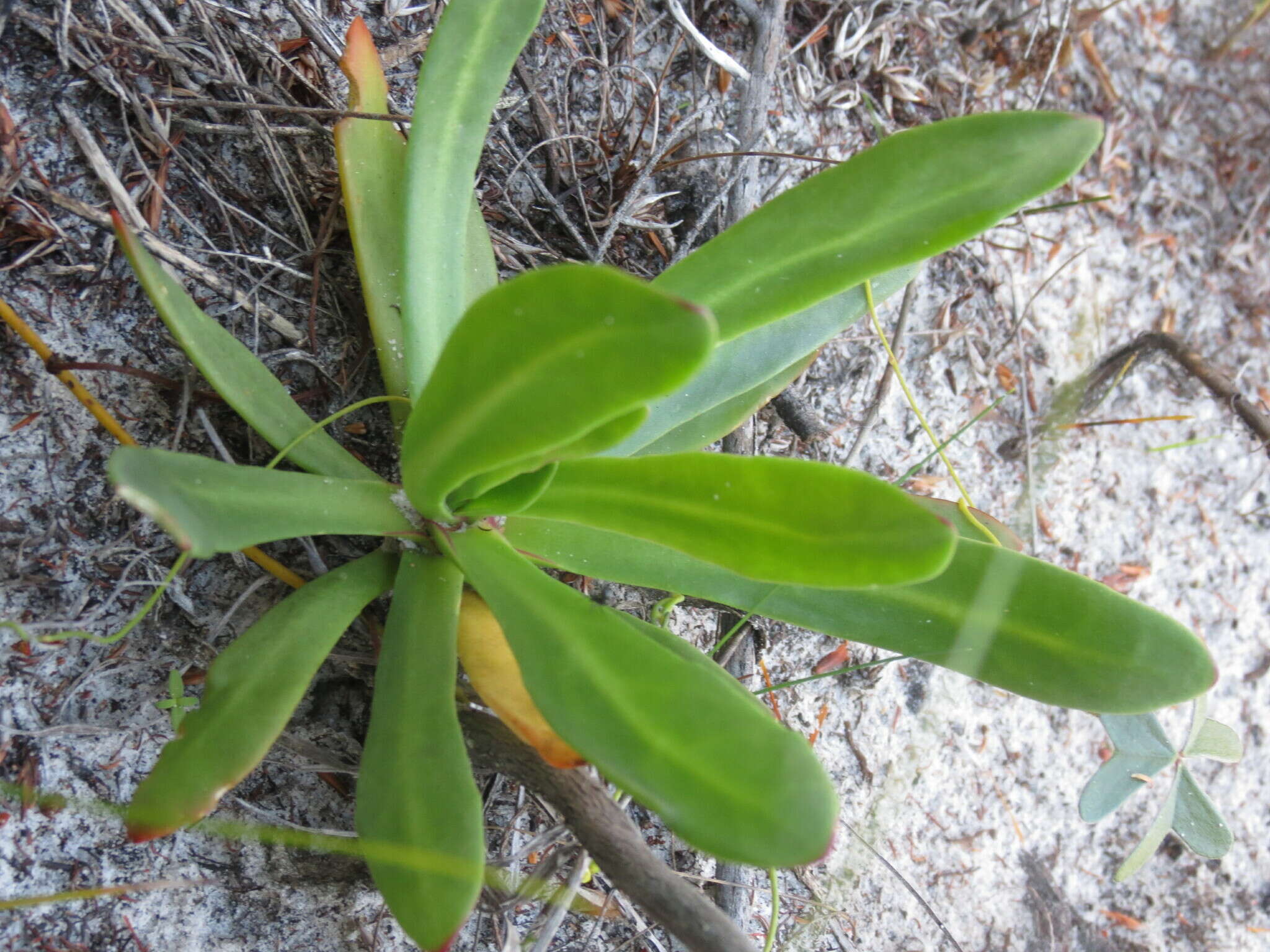 Image of Skiatophytum skiatophytoides (Leistn.) Klak