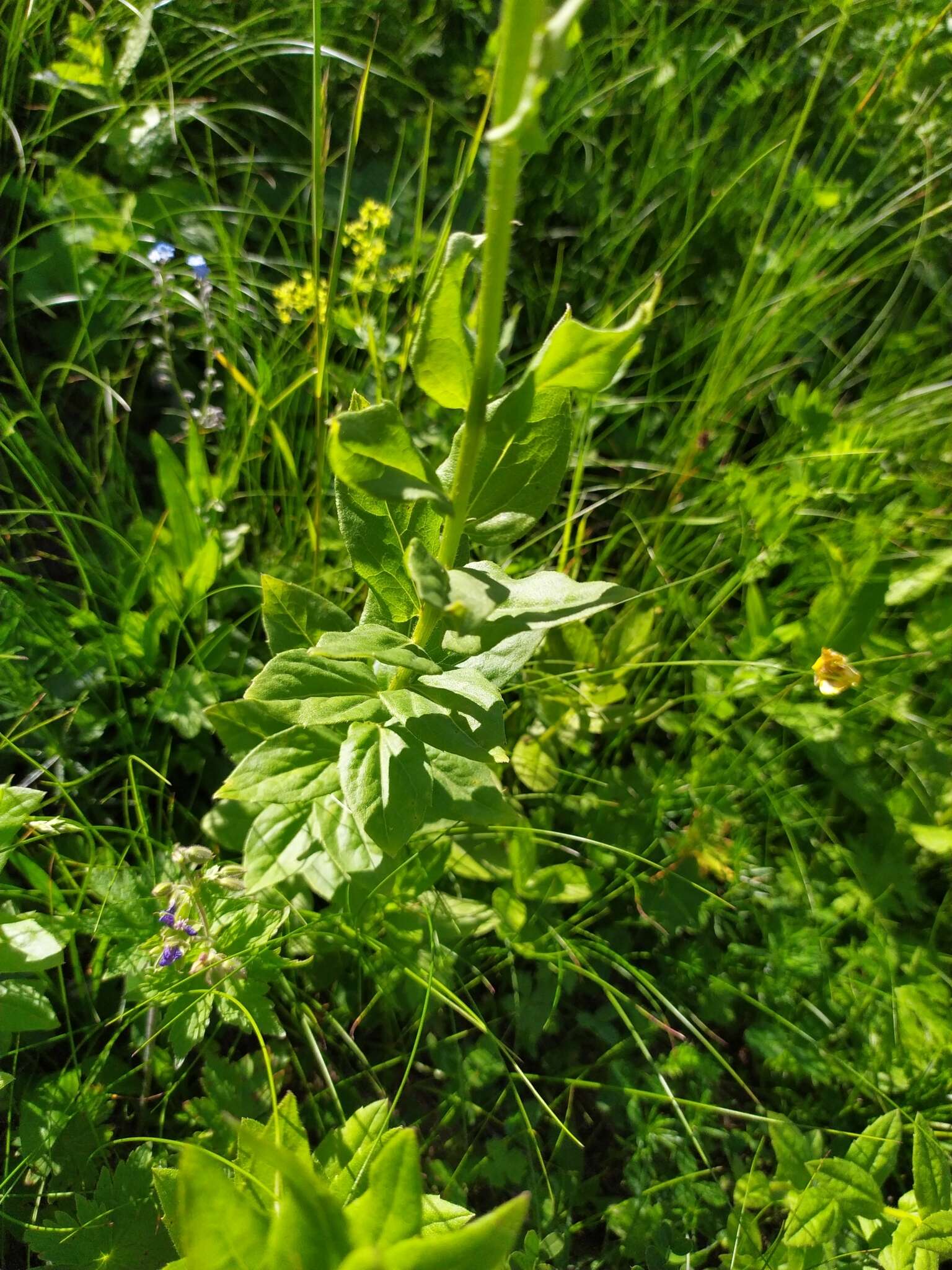 Image of Kemulariella caucasica (Willd.) Tamamsch.