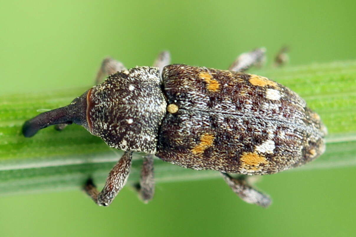 Image of Banded Pine Weevil