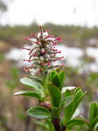 Image de Salix myrsinites L.
