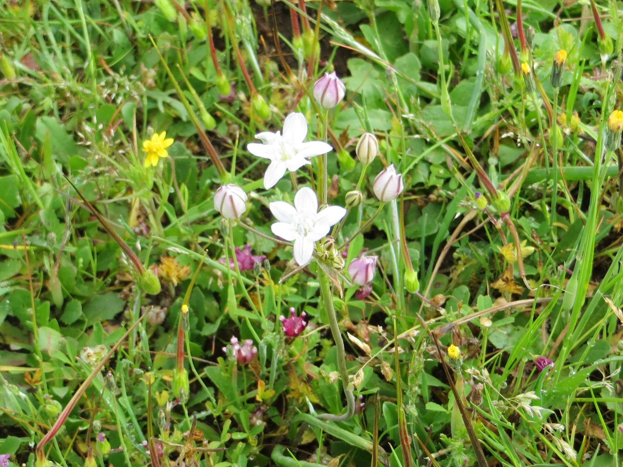 Image of Triteleia lilacina Greene