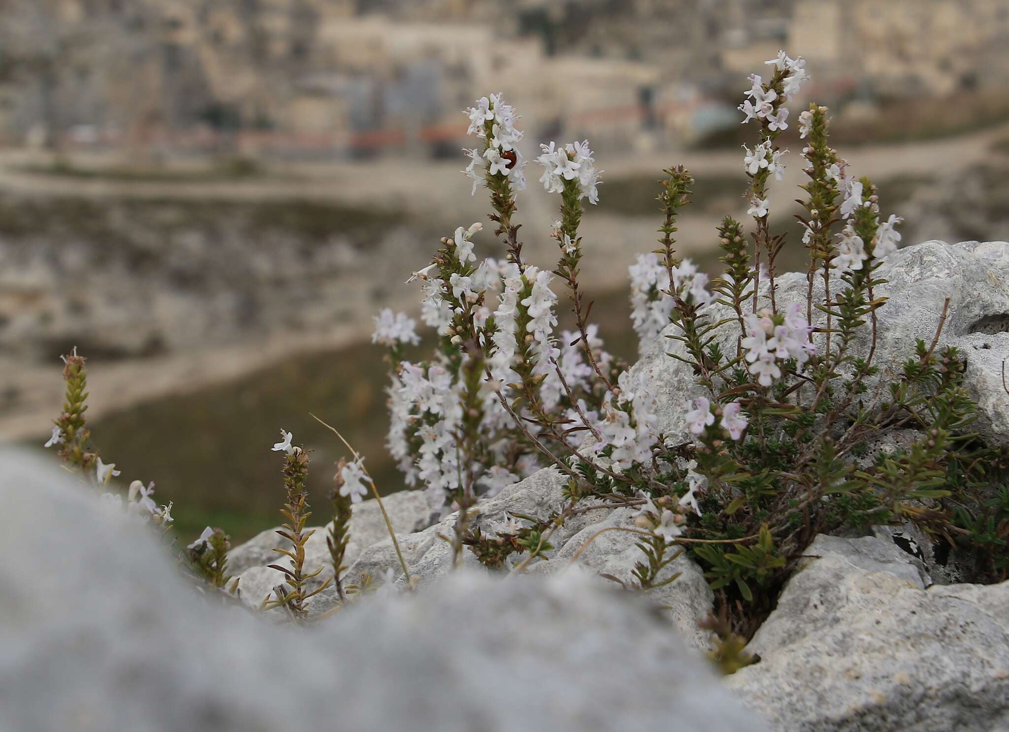 Image of perennial savory