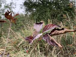 Image de Sinoadina racemosa (Siebold & Zucc.) Ridsdale