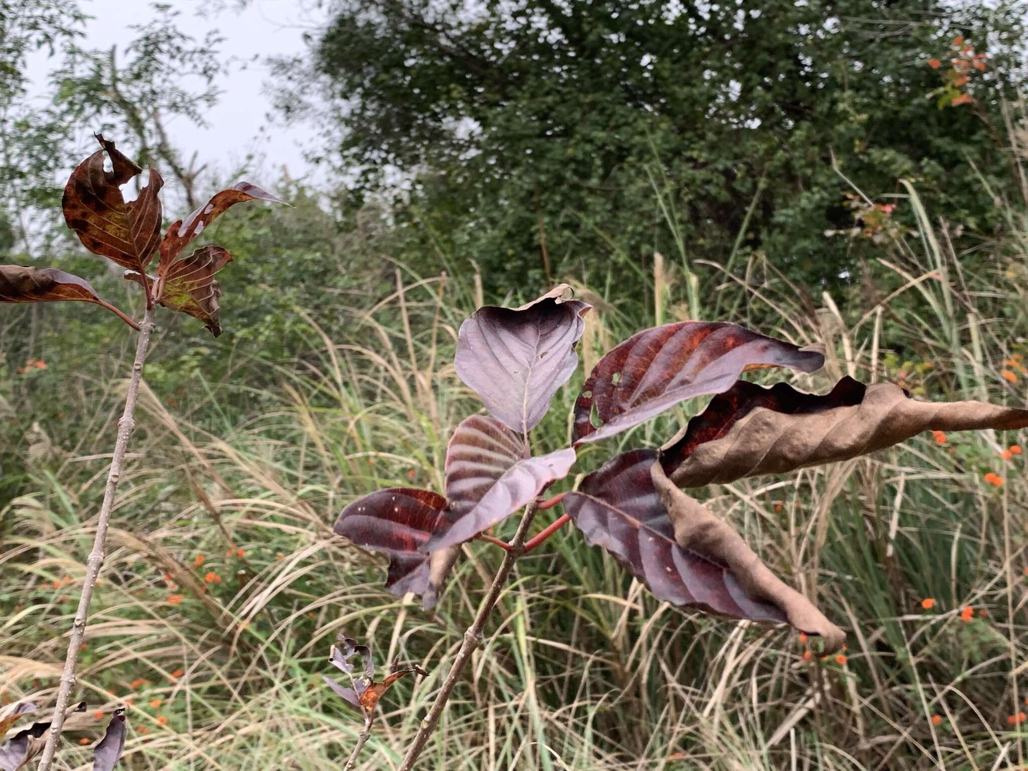 Image of Sinoadina racemosa (Siebold & Zucc.) Ridsdale