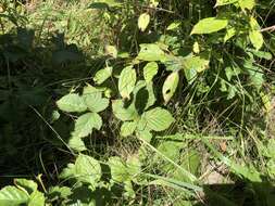 Plancia ëd Rubus heterophyllus Willd.