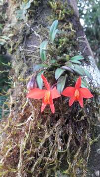 Image of Scarlet Cattleya