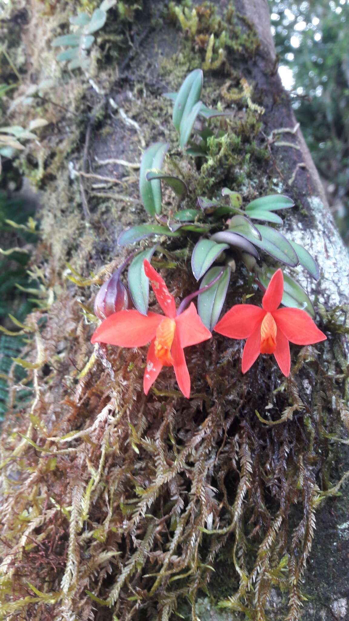 Image of Scarlet Cattleya